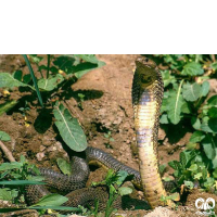 گونه کفچه مار Naja oxiana